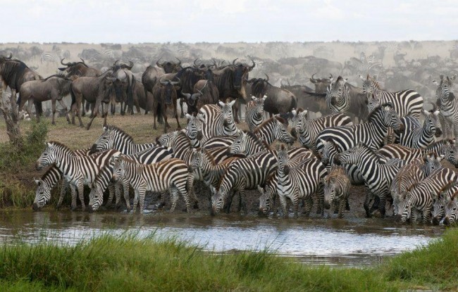 wildbeest-migration-3_1_6.jpg