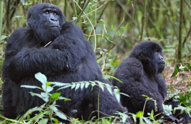 gorillas_rwanda_21_5_1.jpg