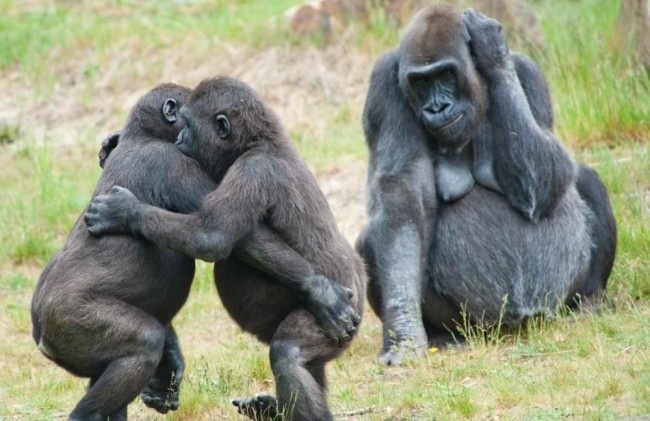 gorillas_rwanda_park_23_1.jpg