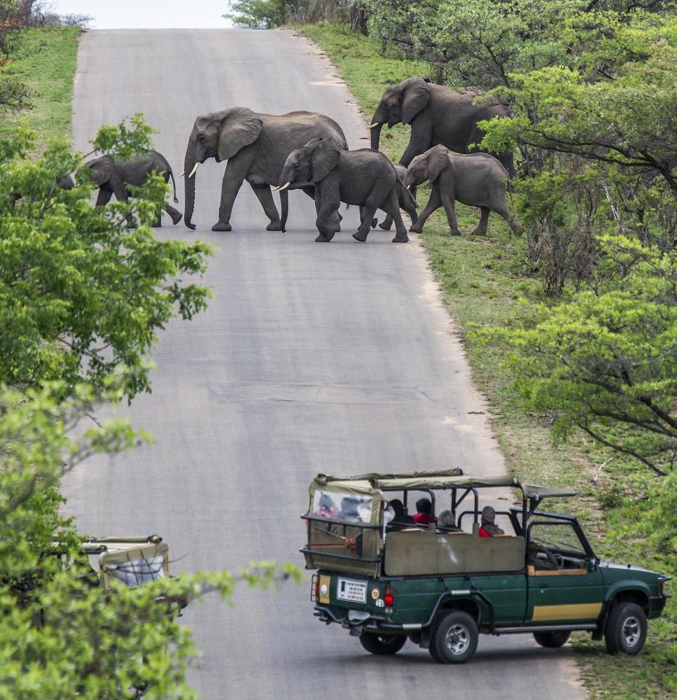 Tourist_in_jeep_safari_looking_african_elephant_in_Kruger_national_park_-_Copy_1.jpg