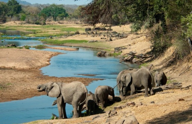 elephants_in_the_great_ruaha_river_5_2.jpg