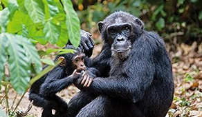 四天灵长类特制：大猩猩和黑猩猩