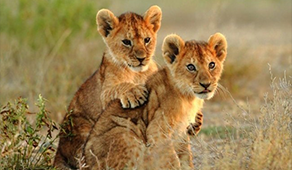 八天最佳肯尼亚野生动物园之旅